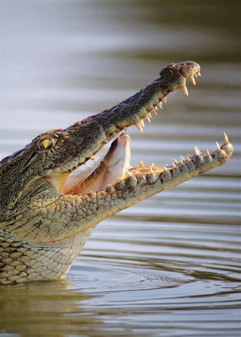 31 Facts About Africa's Nile Crocodile (Crocodylus niloticus ...