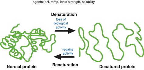 5.3: The Role of Proteins in Foods- Cooking and Denaturation - Medicine LibreTexts