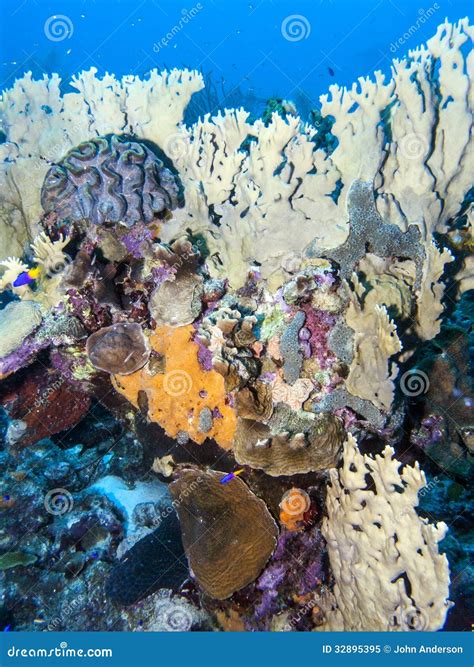 Underwater Coral Reef Fire Corals Stock Image - Image of bonaire, ocean: 32895395