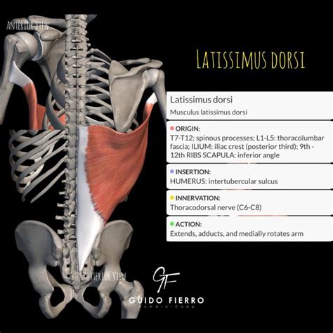 Músculo dorsal ancho (Latissimus dorsi). | Ejercicios para espalda ...