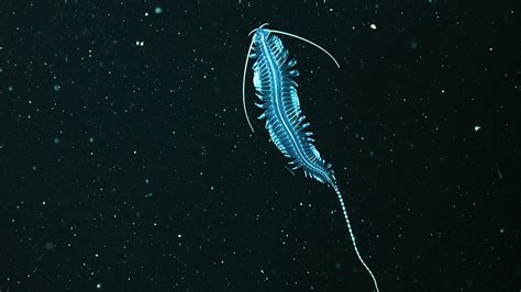 More than 75% of surveyed sea animals glow in the dark | Science | AAAS