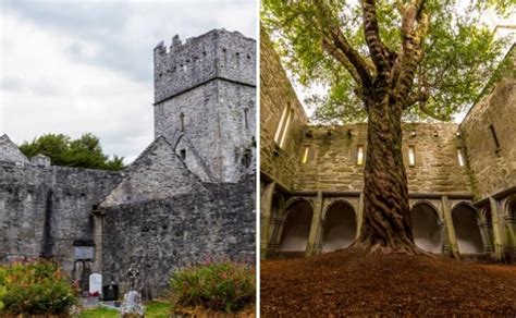 Muckross Abbey: 7 Things To See + History