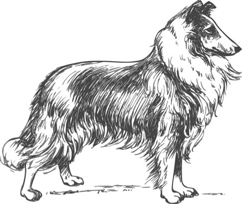Collie, Breed, Dog, Pet, Fur, Canine, Domestic, Looking Animal Line Drawings, Animal Sketches ...
