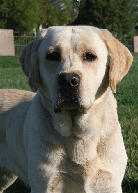 English Yellow Labrador Retriever | [#] Lunawsome