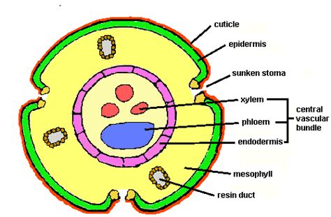 Palisade Labeled Cell Diagram - ClipArt Best