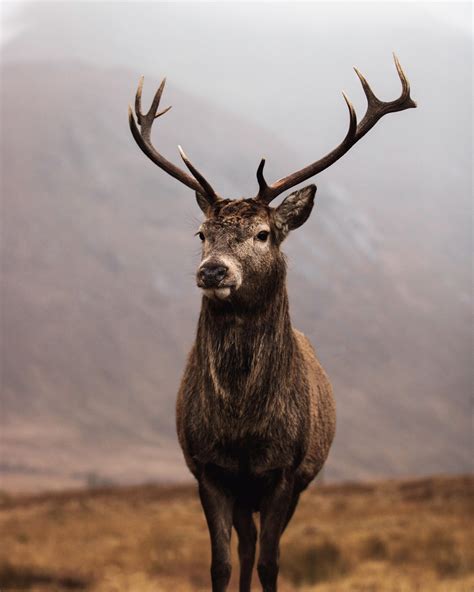 Red stag Glencoe 🏴󠁧󠁢󠁳󠁣󠁴󠁿 : r/wildlifephotography