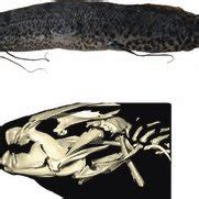 (PDF) Current knowledge and new assumptions on the evolutionary history of the African lungfish ...