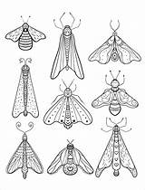 Moth Coloring Pages  ColoringBay sketch template