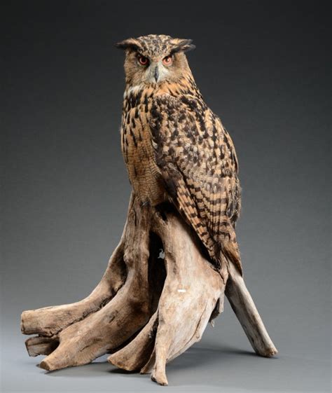 Eagle Owl Full-body mount - Bubo bubo - with full Article 10 (Commercial Use) - 90×50×90 cm ...