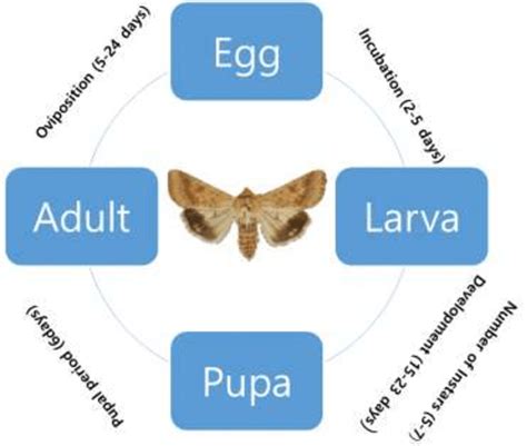 Life cycle of H. armigera. | Download Scientific Diagram