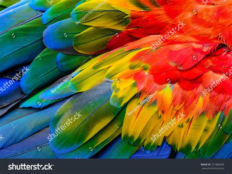 453,353 Close Up Of Feather Stock Photos, Images & Photography | Shutterstock