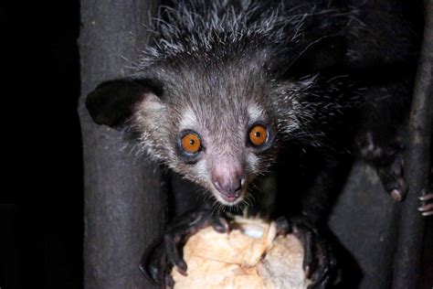 8 Surprising Facts About the Creepy-Cute Aye-Aye