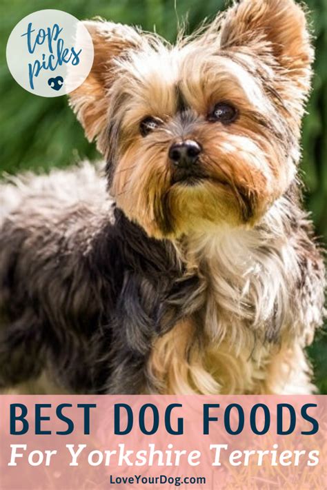 Best Dog Foods For Yorkshire Terriers: Puppies, Adults & Seniors ...