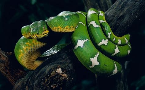 Snake on a tree branch desktop wallpaper, pictures Snake on a tree ...