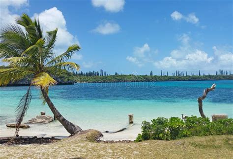 Beach with Palm Trees in New Caledonia Stock Image - Image of pacific ...