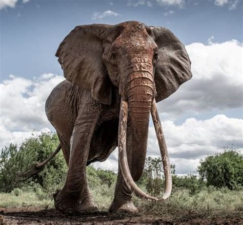 How to tell African elephant males and females apart? - Tsavo Trust