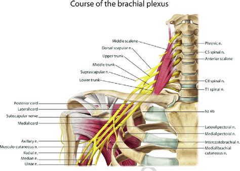 Neck Anatomy Brachial Plexus