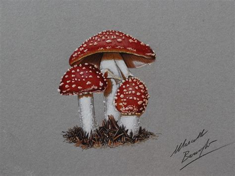 Mushrooms DRAWING by Marcello Barenghi by marcellobarenghi Pencil Portrait Drawing, Hand Art ...