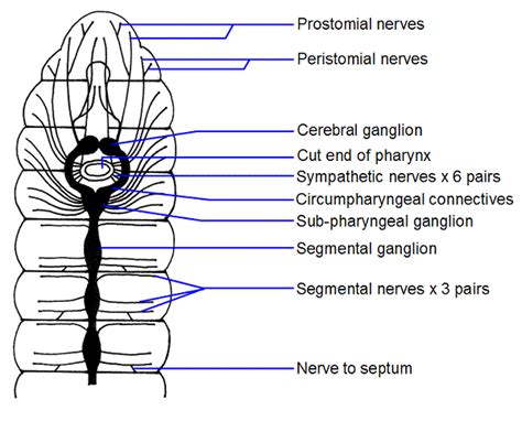 Nervous System of Earthworm