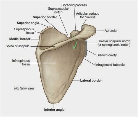 Bony landmarks of upper limb Flashcards | Quizlet