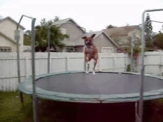 Dog jumping amazing, animal, comedy, crazy, dog, funny, good, job, jump, pets, skills ...