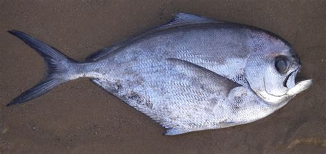 Atlantic pomfret (Brama brama) | adriaticnature