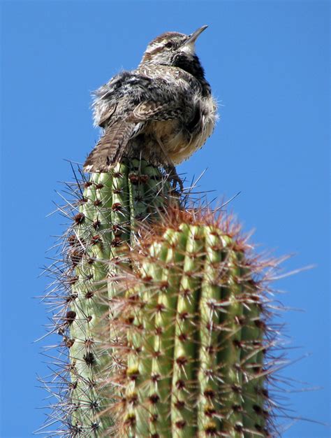 Sonoran Birds at the Desert Museum, Tucson, Arizona - Travel Photos by ...