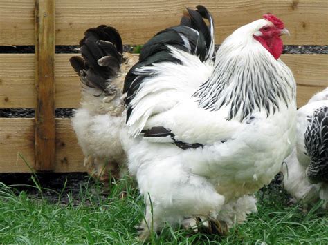 Asiatic Poultry Breeds | Modern Farming Methods