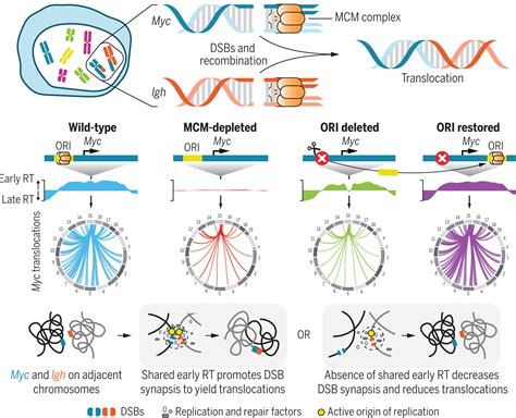 DNA replication timing directly regulates the frequency of oncogenic chromosomal translocations ...