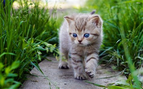 Cute Baby Cats Wallpapers - Wallpaper Cave