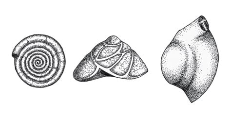 Foraminifera - British Geological Survey