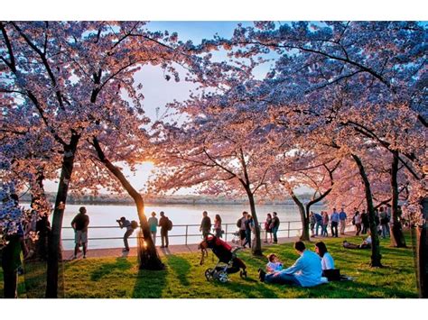 DC Cherry Blossom Festival 2016: Tips for Seeing the Blossoms | Vienna, VA Patch