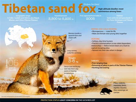 Tibetan Sand Fox: Facts, Diet, Habitat | RoundGlass | Sustain