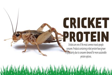 Cricket Protein Bars: The Next Big Thing in Protein Bars? - Talk Commerce