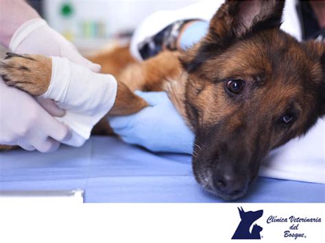 TIPS PARA MASCOTAS: Si tienes una emergencia en CLÍNICA VETERINARIA DEL ...