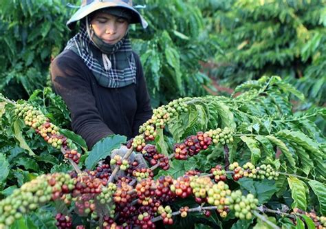 Vietnam’s coffee exports jump to record high of 1.8 million tonnes