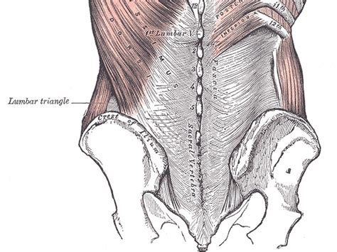 Lumbar triangle (of Petit)