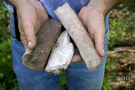 Miocene Fossils Photograph by Inga Spence - Pixels