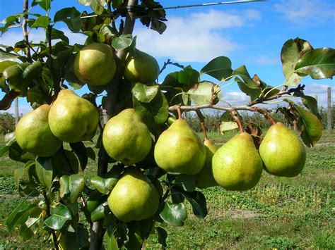 Dwarf Fruit trees produced by Waimea Nurseries