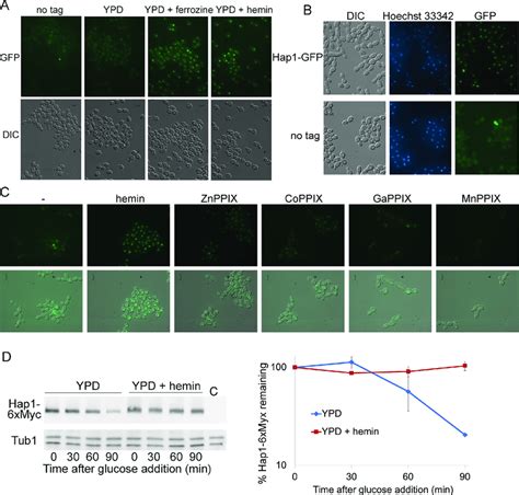 Regulation of the Hap1 protein. (A) HAP1-GFP is induced by iron... | Download Scientific Diagram