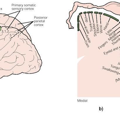 Training RNN Topology. | Download Scientific Diagram