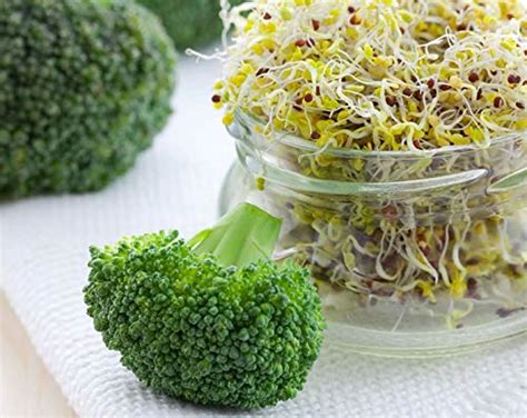 Broccoli Seeds for Sprouting, 4 Ounces - Non-GMO Verified, Kosher ...