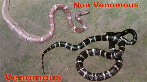 Common krait vs common wolf snake : Venomous and nonvenomous snakes ...