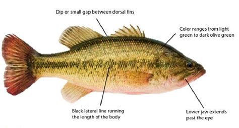 Blog - Largemouth Bass Anatomy