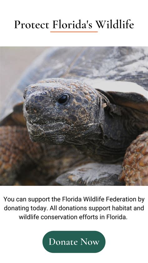 Wildlife Conservation • Florida Wildlife Federation