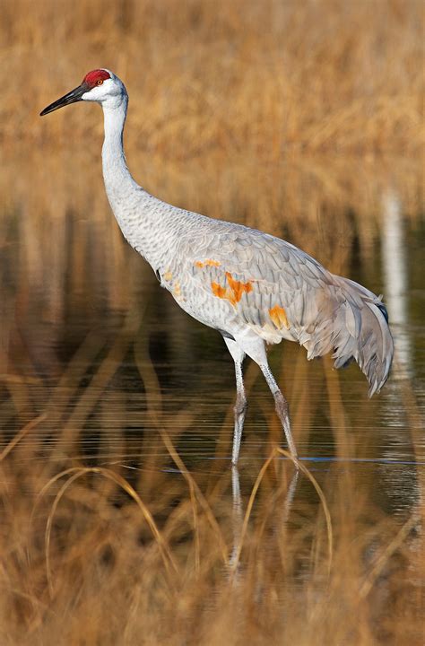 Sandhill Crane • Wildlife • Julian Bunker Photography