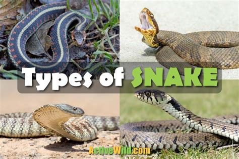 Different Types Of Non Poisonous Snakes