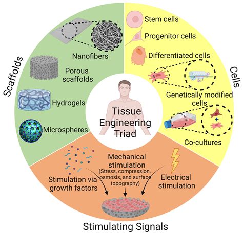 Bioengineering | Free Full-Text | A Review of 3D Polymeric Scaffolds ...