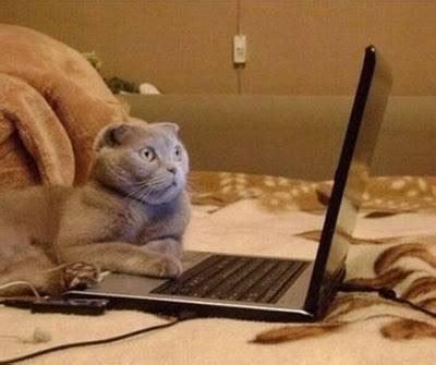 Funny & Cute Cats Using Laptop | Funny And Cute Animals