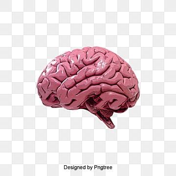 Idea Brain Png Clipart